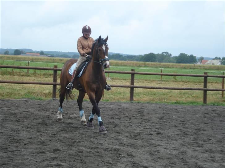 Oldenborg Teglgårdens Fielou R.I.P. - Han fik lige øje på noget :) Foto: Kira R (: billede 10