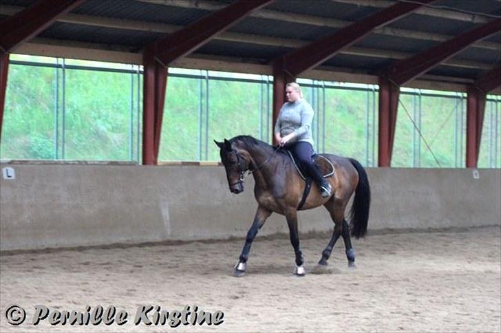 Holstener Chairman 7 - Træning på Lerbækhus .. Taget af Josefine Keller med mit kamera , tak ! billede 8