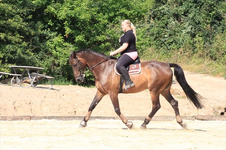 Holstener Chairman 7 - Træning d. 26. juli 2010 .. Taget af Nicoline Wolk med mit kamera , tak ! billede 9