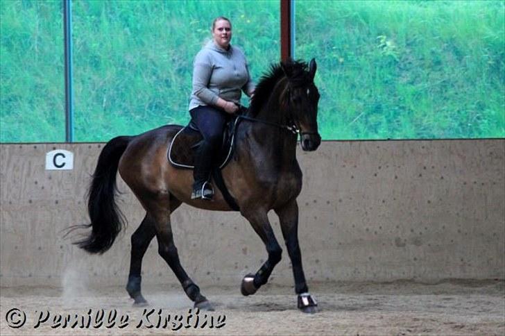 Holstener Chairman 7 - Træning på Lerbækhus .. Taget af Josefine Keller med mit kamera , tak ! billede 10