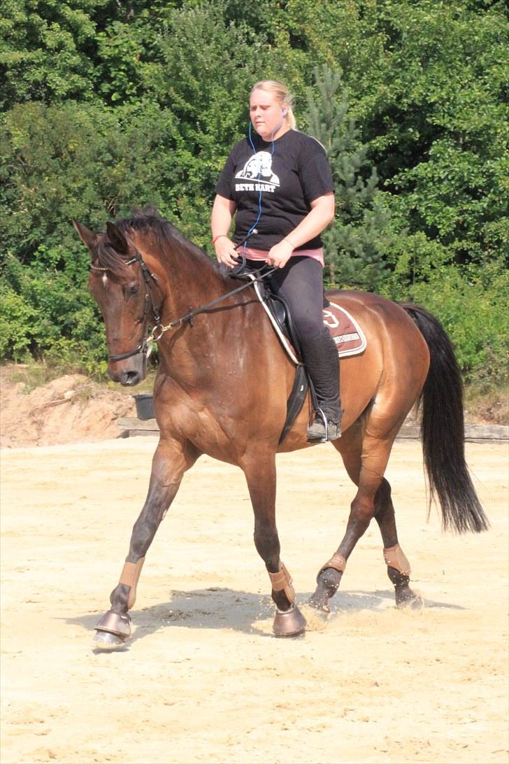 Holstener Chairman 7 - Træning d. 26. juli 2010 .. Taget af Nicoline Wolk med mit kamera , tak ! billede 11