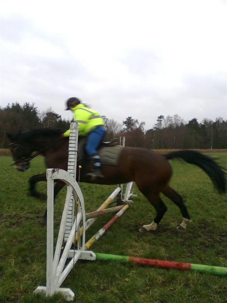 Oldenborg Teglgårdens Fielou R.I.P. - Lille bitte spring :) Foto: mor billede 14