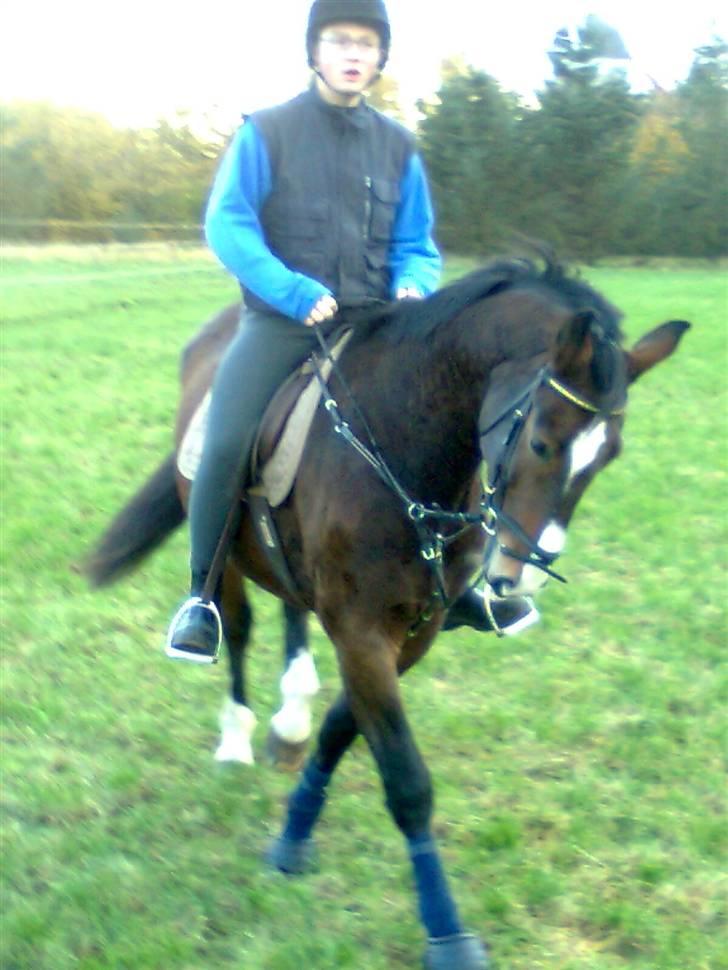 Oldenborg Teglgårdens Fielou R.I.P. - Jeppe rider. Foto: mig :) billede 15