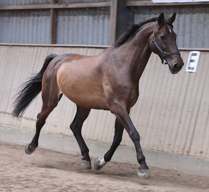 Holstener Chairman 7 - Pony løs i hallen d. 31. juli 2010 .. Taget af Nicoline Wolk , tak ! billede 14