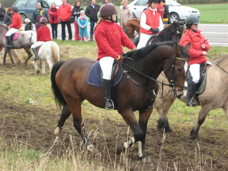 Oldenborg Teglgårdens Fielou R.I.P. - Hubertusjagt 2008 (: billede 17