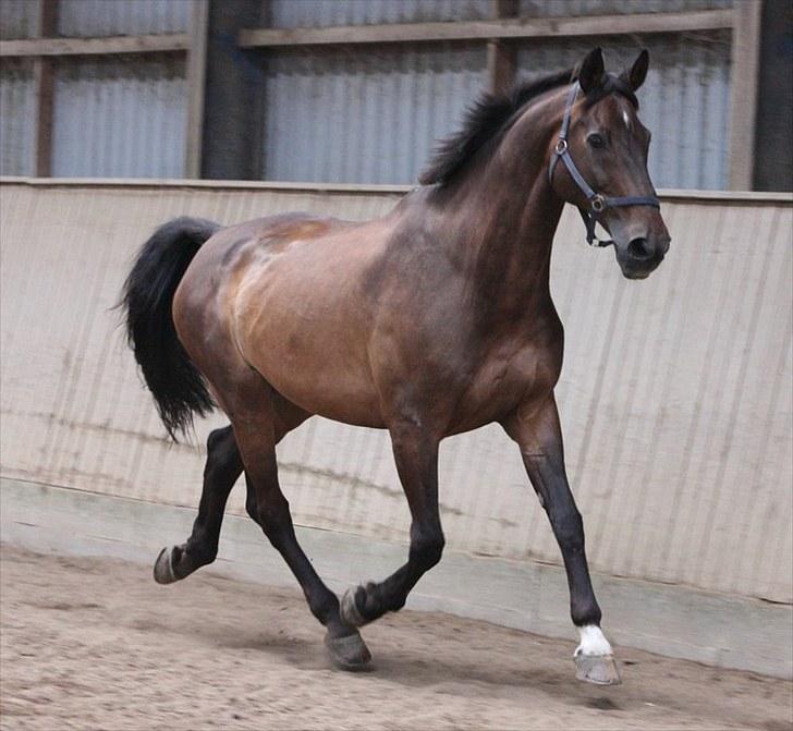 Holstener Chairman 7 - Pony løs i hallen d. 31. juli 2010 .. Taget af Nicoline Wolk , tak ! billede 16