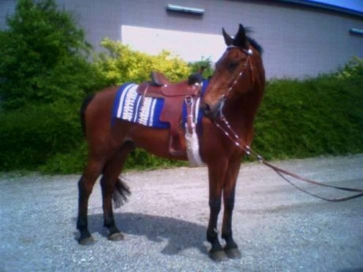 Anden særlig race Eternal Jive billede 1