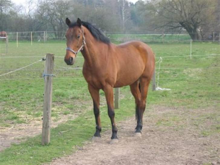 Anden særlig race Eternal Jive billede 2