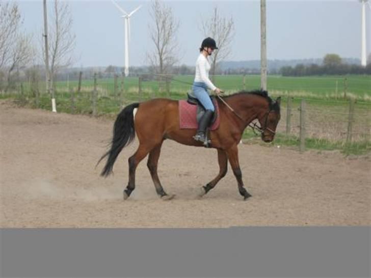 Anden særlig race Eternal Jive billede 3