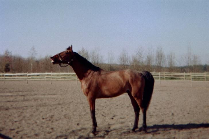 Anden særlig race Eternal Jive billede 4