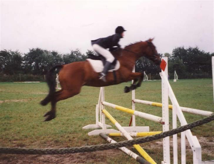 Anden særlig race Eternal Jive billede 5