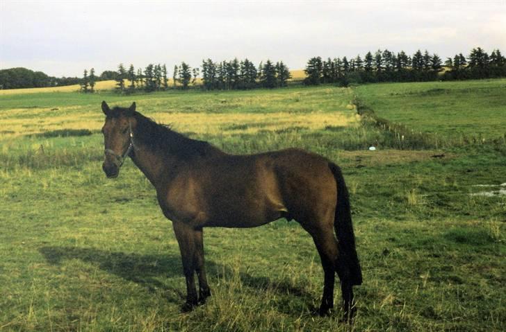 Anden særlig race Eternal Jive - Jive i sine unge dage billede 7