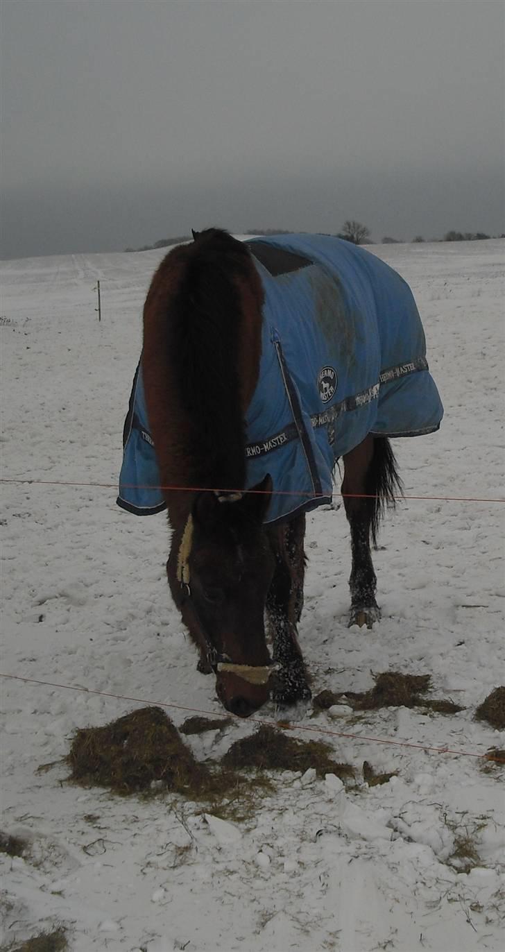 Anden særlig race Eternal Jive billede 8