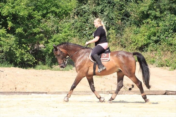 Holstener Chairman 7 - Træning d. 26. juli 2010 .. Taget af Nicoline Wolk med mit kamera , tak ! billede 18