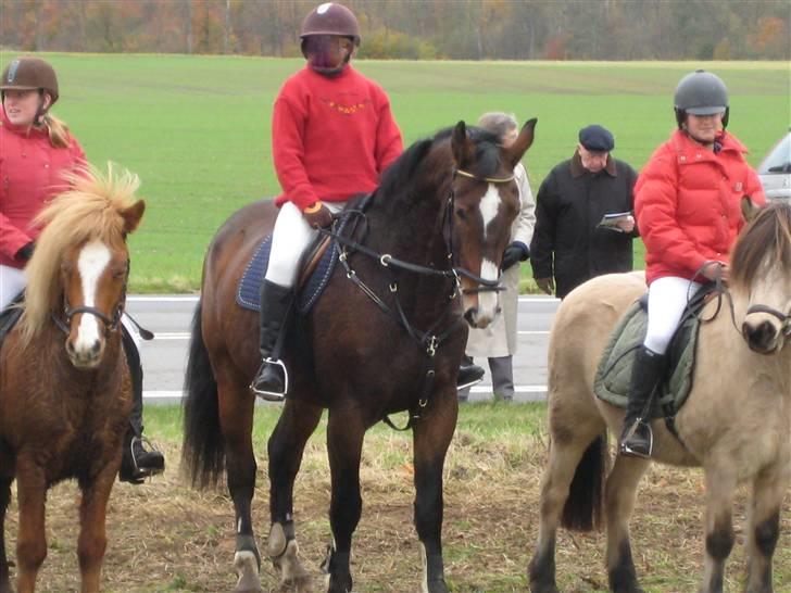 Oldenborg Teglgårdens Fielou R.I.P. - Hubertusjagt 2008 (: billede 18