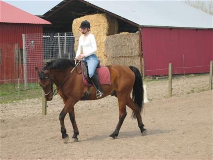 Anden særlig race Eternal Jive billede 9