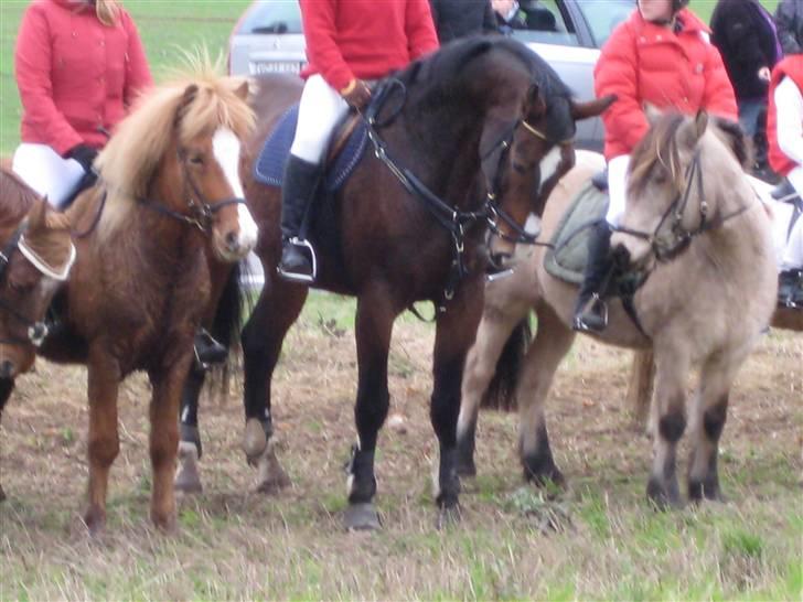 Oldenborg Teglgårdens Fielou R.I.P. - De andre er helt misundelige :) billede 19
