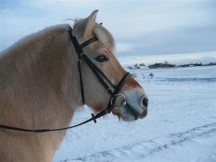 Fjordhest Siw Stanstorp billede 10