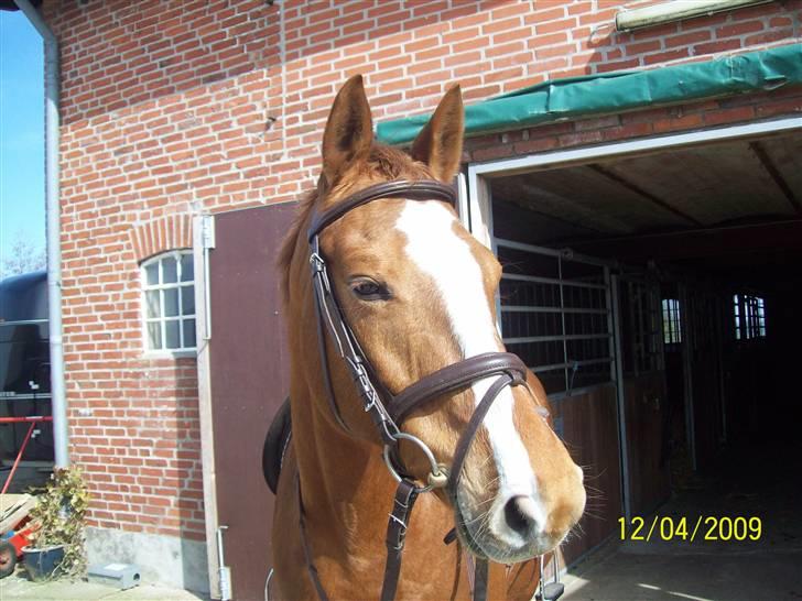 Dansk Varmblod Premira Pride * Himmelhest* <3 billede 18