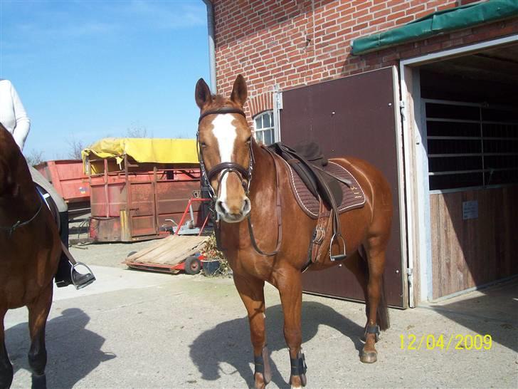 Dansk Varmblod Premira Pride * Himmelhest* <3 billede 1