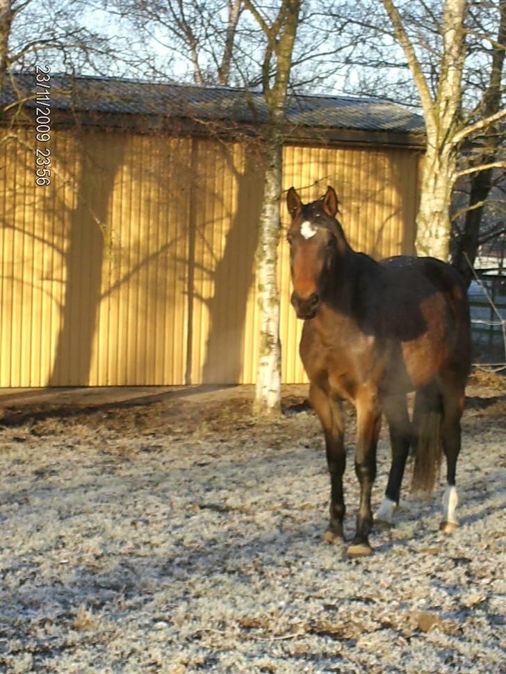 Oldenborg Carmen Elektra - Så har vinterpælsen sat sig billede 13