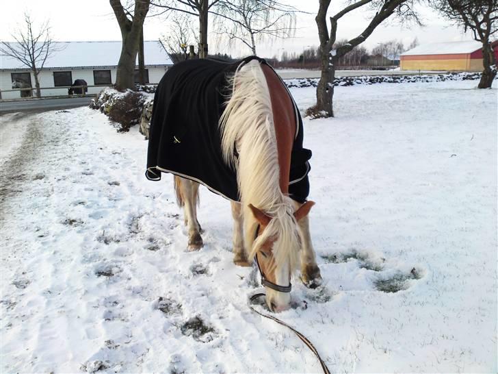 Haflinger Stardust - Er der mon græs under sneen?? billede 15