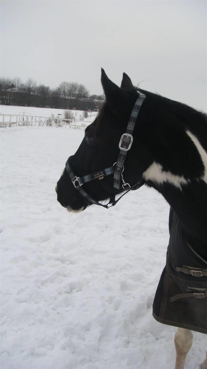 Pinto Star<3 billede 7