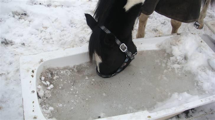 Pinto Star<3 - Star er MEGET tørstig<3 billede 9