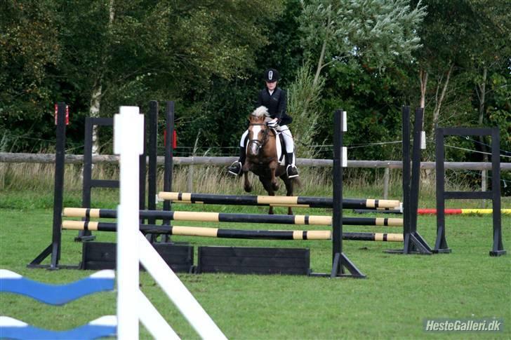 Anden særlig race Jamaica <3(gammel part)<3 - stævne i bjeringbro billede 9