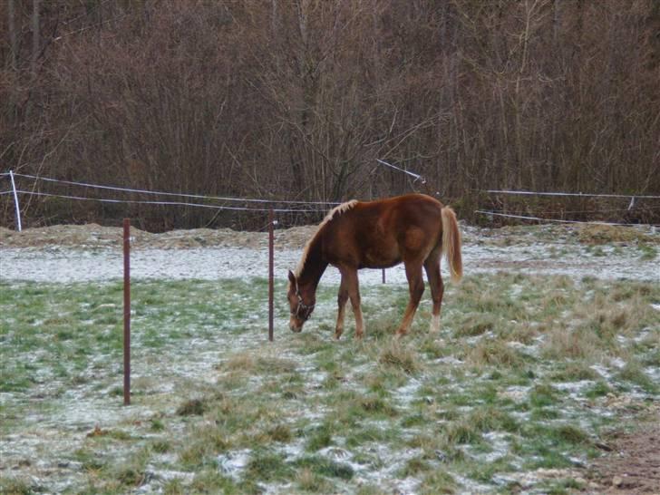 DSP Rawa´s Martini (Tini) - er lige kommet til mit nye hjem der er mange ting at undersøge:) billede 8