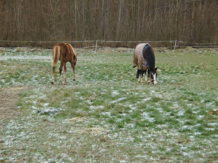 DSP Rawa´s Martini (Tini) - her er et billede af mig og min foldkammarat (verona) :) billede 9