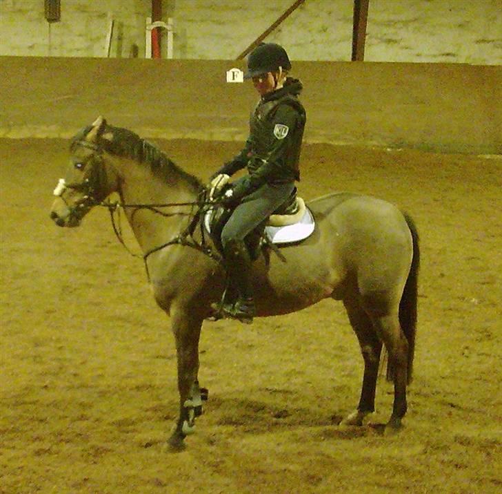 Tysk Sportspony - Maros b-pony SOLGT - den dag jeg fik ham hjem.  billede 2