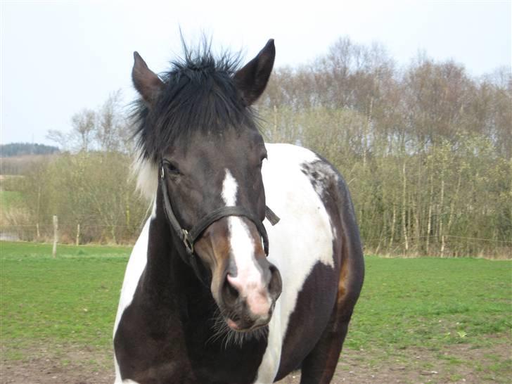 Pinto allison  billede 3