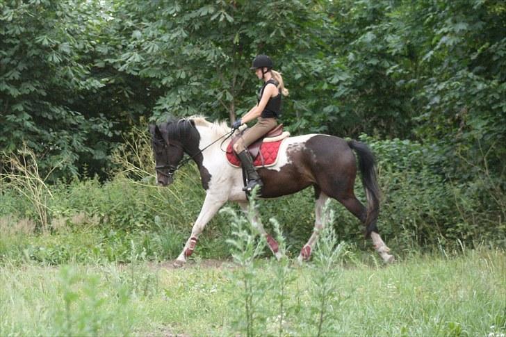 Pinto allison  billede 8