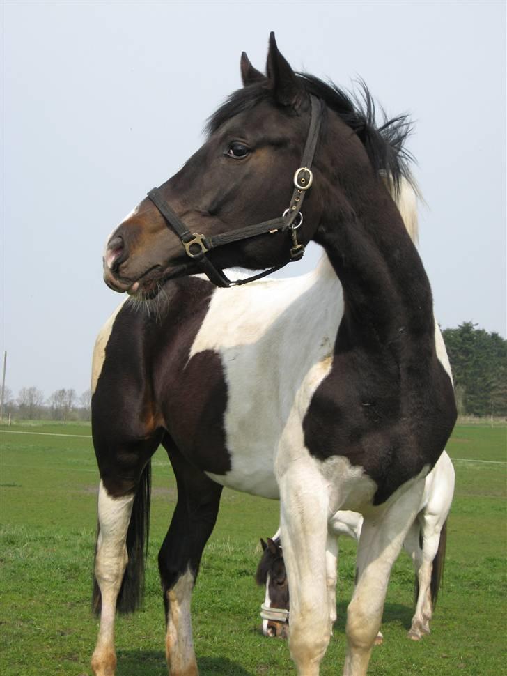 Pinto allison  billede 9