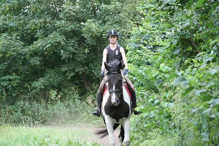 Pinto allison  billede 10