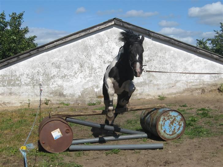 Pinto allison  billede 14