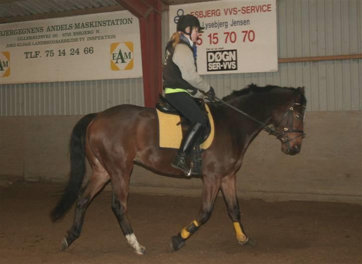 Anden særlig race Stensgårdens Mistral Solg - Første gang med mig på ryggen - 7 gang i alt med noget som helst på ryggen.. Stjerne hest! billede 17