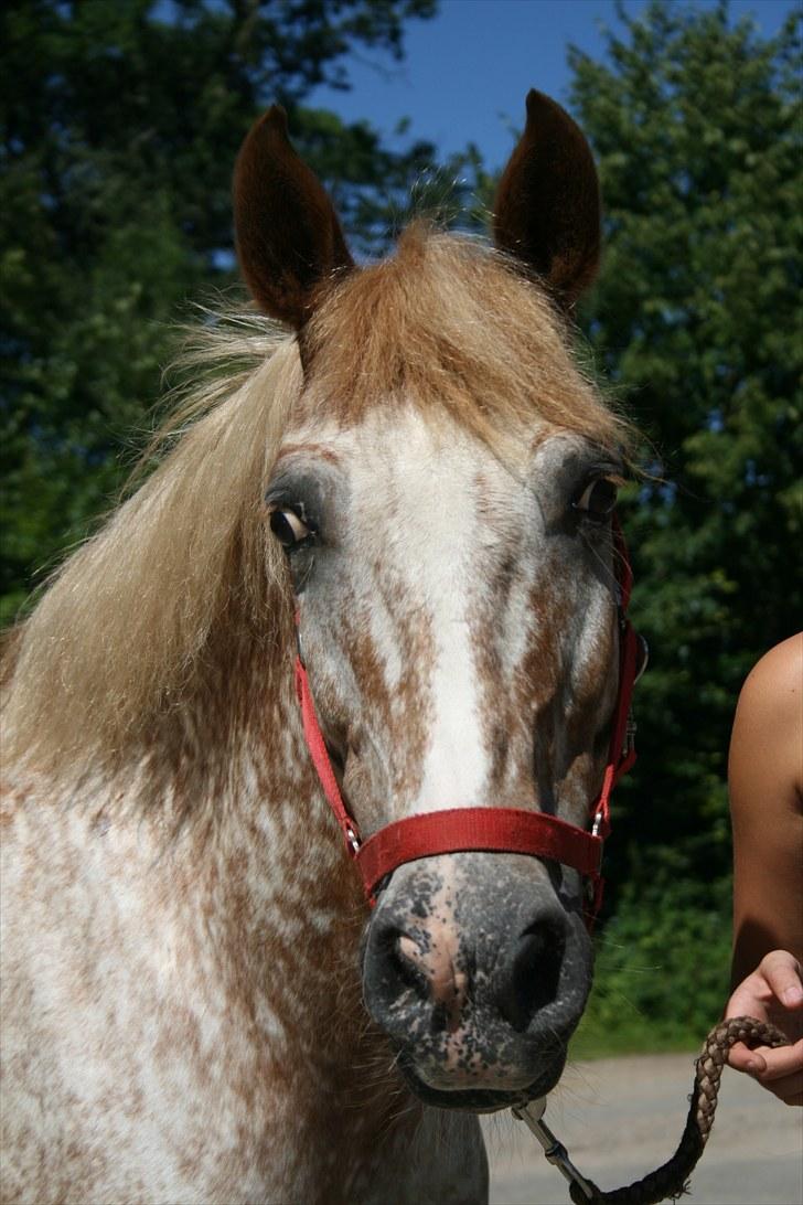 Knabstrupper Jolly Jumper<3 |Gml. Part| - Lækre lækre Doller! :D Fototgraf: Nana billede 1