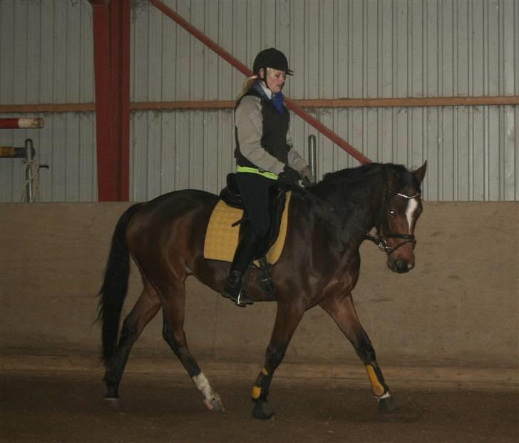 Anden særlig race Stensgårdens Mistral Solg billede 18