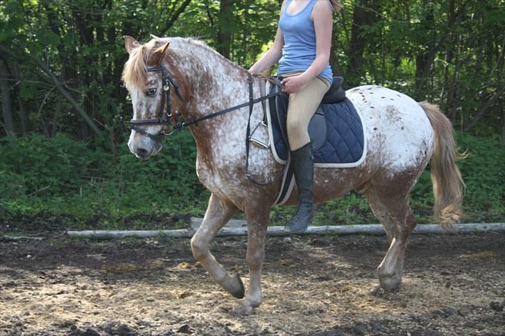 Knabstrupper Jolly Jumper<3 |Gml. Part| - Dejlig sommerdag:D Foto: Julie billede 2
