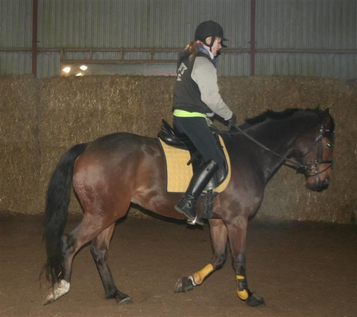 Anden særlig race Stensgårdens Mistral Solg billede 19