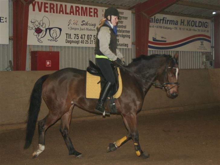 Anden særlig race Stensgårdens Mistral Solg billede 20