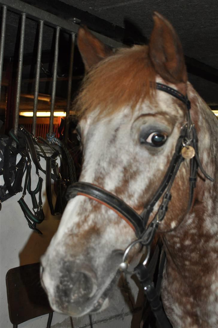 Knabstrupper Jolly Jumper<3 |Gml. Part| - GLAAAD!! Foto: Maria billede 3