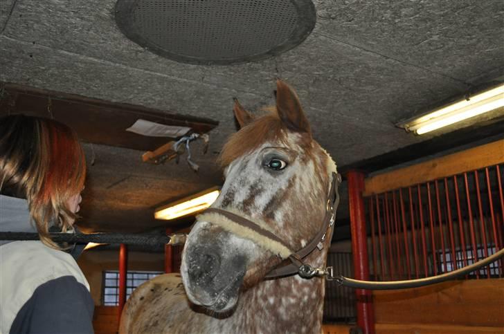 Knabstrupper Jolly Jumper<3 |Gml. Part| - "Hvaad laver du nelli ? " Foto: Maria billede 4