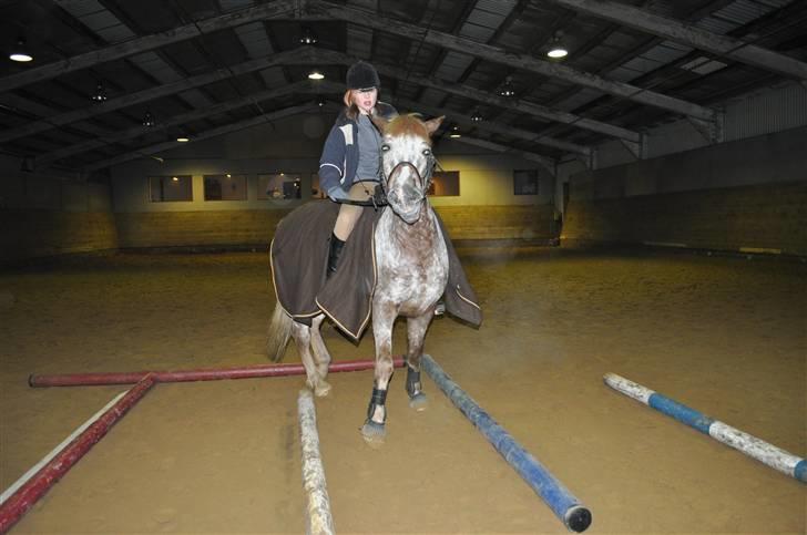 Knabstrupper Jolly Jumper<3 |Gml. Part| - Gennem labýrint x´D Foto: Maria  billede 5