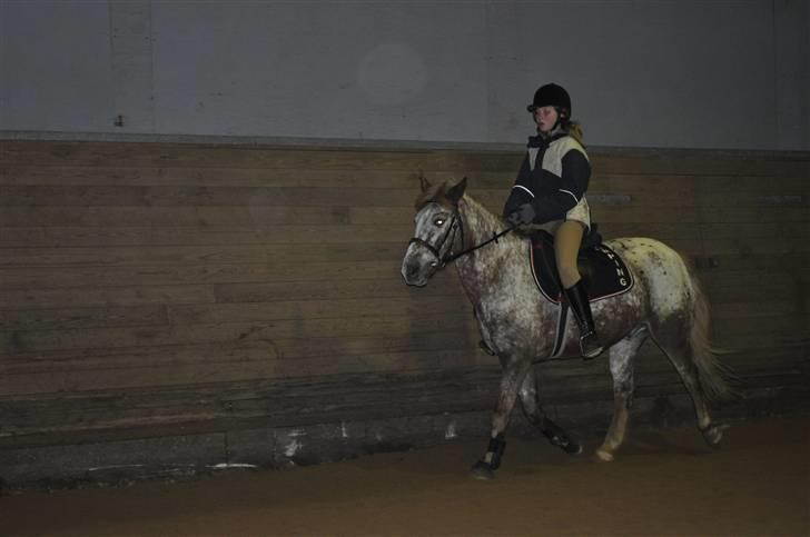 Knabstrupper Jolly Jumper<3 |Gml. Part| - Fuld fart frem :D Foto :Maria billede 6