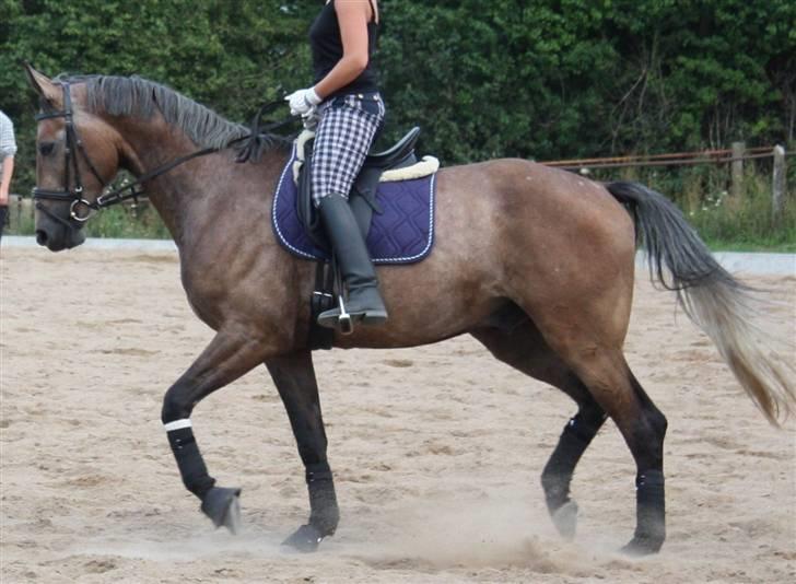 Anden særlig race Milancio S - August 2009 billede 16