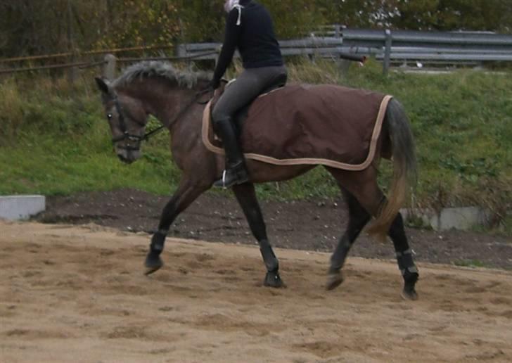 Anden særlig race Milancio S - November 2009 billede 17