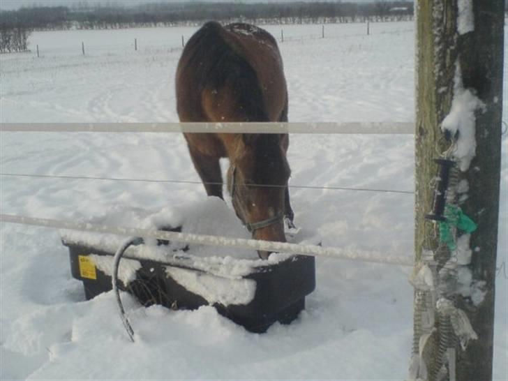 Arabisk fuldblod (OX) Fordianka Khan SOLGT!! - sne er det bedste :D billede 6